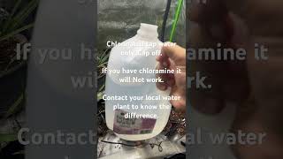 How to grow palm trees indoors from seed  Watering  Chlorinated water [upl. by Pulling]