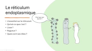 11 Le réticulum endoplasmique [upl. by Lemaj491]