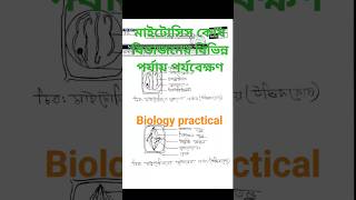 মাইটোসিস কোষ বিভাজনের বিভিন্ন পর্যায় পর্যবেক্ষণ biology practical hsc practical [upl. by Siraved308]