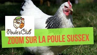 La poule Sussex  une race anglaise bonne pondeuse [upl. by Woodhouse]