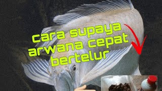 Rahasia Agar Arwana Cepat Bertelur [upl. by Tebazile]