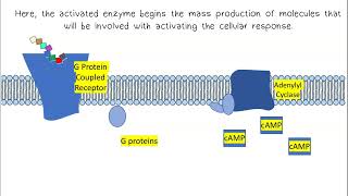 Signal Transduction AP Biology [upl. by Rausch118]