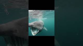 Basking shark [upl. by Westhead]