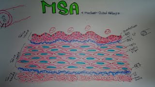 Histology of MediumSized Artery MSA [upl. by Kallista]