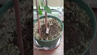 Seed grown cherimoya in a pot [upl. by Ayisan]