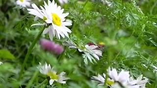 Pale Pink Pyrethrum Daisies [upl. by Nidorf410]