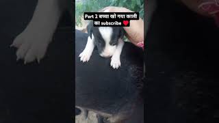 Brown puppy lost subscribe करे minivlog animallover doglover india cutepuppy [upl. by Winou]