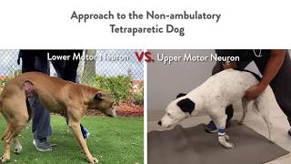 Two Dogs Unable to Walk But Very Different Localizations  Lower vs Upper Motor Neuron Lesions [upl. by Florencia]