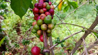 How to Grow Coffee Successfully as a Beginner in Northern Uganda 20 Years of Coffee Farming Wisdom [upl. by Eilrak]