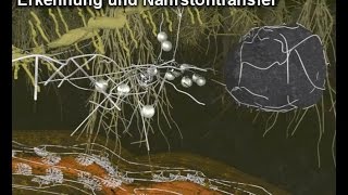 Mycorrhiza II – Erkennung und Nährstofftransfer [upl. by Jeconiah]