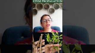 🌙Amazing facts of Heena plant 🌱 Lawsonia InermisBIOBYTTES karwachouth biology festival MEHANDI💃💃 [upl. by Karolyn]