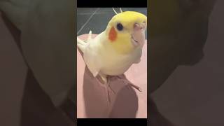 Female cocktail best singing coco new cocktail birdsinging birdslover viralshort viralvideo [upl. by Akkina]