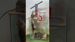 Best home mouse traprat trap rat mousetrap rattrap [upl. by Savina]