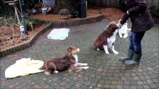 Training 3 dogs [upl. by Lexie]