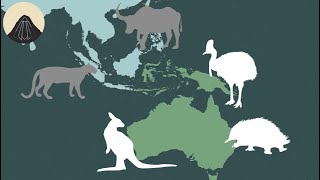 The Story Behind Australias Weird Animals [upl. by Illil]