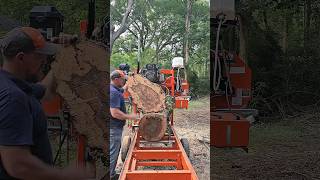 Rare Spalted Oak Burl Unveiled woodworking [upl. by Sulihpoeht]