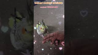 How to Train birds proddaturpetworld call 7659090432 birds viralvideo viralshorts trending [upl. by Venator]