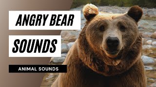 Angry Bear Sounds  bear sound effect  grizzly bear roar  bear sounds  hq [upl. by Kurtzig]