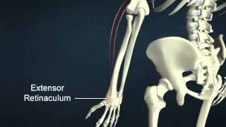 extensor carpi radialis longus [upl. by Lucita]