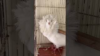 Fancy kabotar pakr liya😱 viralvideo birds pigeon foryou lovebirds mostviral fyp [upl. by Alaehs]