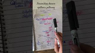 Pyrmidine denovo synthesis pathway pyrimidinebiochemistrynotes neet clinicians viralvideo fyp [upl. by Yenruogis832]