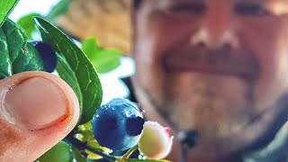 How to GROW Blueberries in a RAISED Garden Bed [upl. by Llenna989]