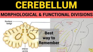 Cerebellum  2  Morphological amp Functional Divisions [upl. by Atalante]