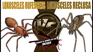 LOXOSCELES RUFESCENS VS LOXOSCELES RECLUSA [upl. by Jacquenetta]