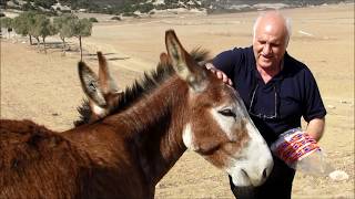 Cyprus wild donkeys Equus asinus Γαϊδούρι  Γάρος  Καρπασία  3102018 [upl. by Catherin237]