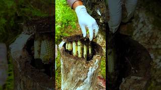 Honey Beehive Inside the Tree [upl. by Zoha]