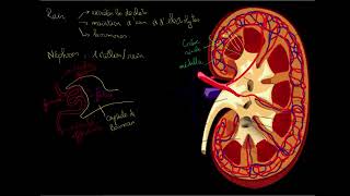 Le rein et le nephron [upl. by Cy]