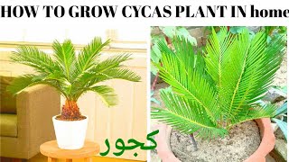 how to grow cycas or کھجور from bulb at home [upl. by Keldah]