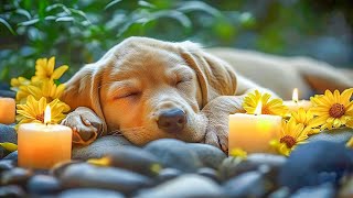 Dog sleep music for dogs🐶Reduce your pets anxiety and stress🐾💖Make your dog comfortable🎵 [upl. by Acired757]