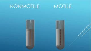 MICROBIOLOGY MOTILITY TEST amp AEROBES VS ANAEROBES [upl. by Sigmund183]