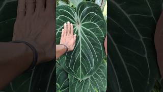 Anthurium king of spades plants tumbuhanhutan nature [upl. by Esenej]