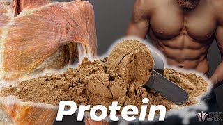 How Much Protein You Really Need According to Science [upl. by Fanchet560]