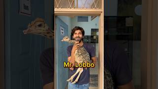 Mr Lobbo P4 shorts viral wildlife ostrich ostrichbird [upl. by Kashden]