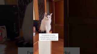 Sokaktan sahiplendim diyince sinirlenip göz devirmesi 😻 cat kediplus kedi kediaski 🎥minaakcin [upl. by Ylerebmik220]