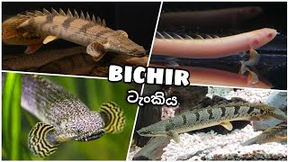 BICHIR Tank Setup   බයිශර් මාළු ටැංකිය [upl. by Diamante478]