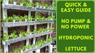 Growing Hydroponic Lettuce No Pump No Greenhouse  Kratky DIY Hydroponics  How To Grow Lettuce [upl. by Okir261]