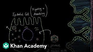 What is viral gastroenteritis  Gastrointestinal system diseases  NCLEXRN  Khan Academy [upl. by Neehcas281]