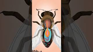 Pourquoi les Abeilles Meurentelles  abeilles science [upl. by Parrnell]