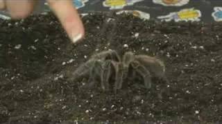 Pet Tarantula Care  Handling Tarantulas [upl. by Nevai]