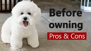 Bichon Frise The Pros amp Cons of Owning One [upl. by Esirehc]