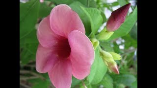 Mandevilla vine [upl. by Dalpe]