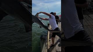 Shark Fishing 91st GALVESTON Fishing Pier [upl. by Sutton584]