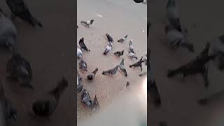 Feeding road side pigeons please support me to feed more pigeons birds clourful pigeon shorts [upl. by Tutto103]