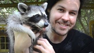 Rescuing Baby Raccoons  How to feed and raise coon babies [upl. by Ardnazil]