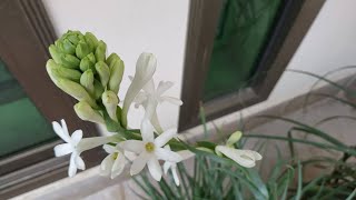 How to Grow Tuberose from Bulb with Start to End Updates  Polianthes Tuberosa [upl. by Zingale317]