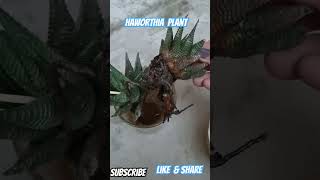 My haworthia plant shortsshreyasharma3175 shorts [upl. by Ative]